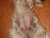 dicke Fine