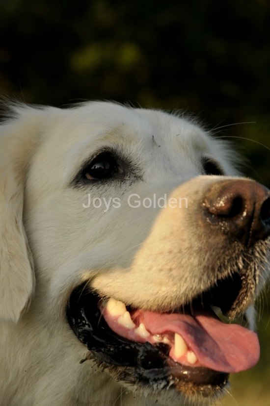 Anika Fine of joys golden Genesis