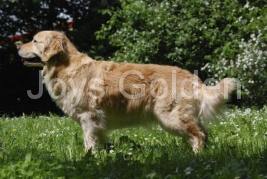 Diana-Joy vom Forst Leubnitz