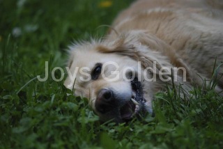 dsc_0101.jpg