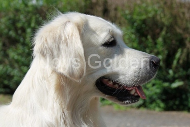 Anika Fine of joys golden Genesis