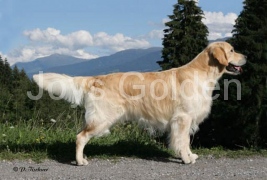 Romida´s O´Pirce Lance