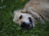 dsc_0101.jpg