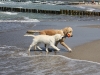 joy-und-fine-am-wasser