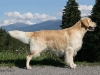 Romida´s O´Pirce Lance